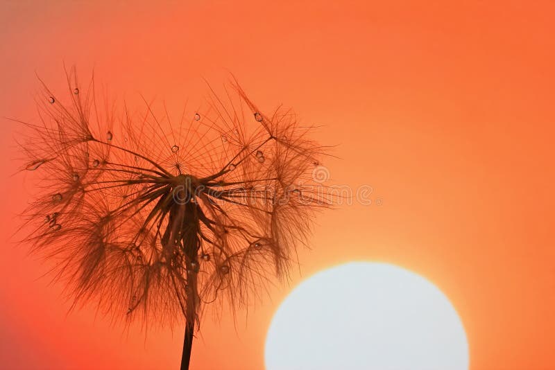 Dandelion with drops of water against the sky and the setting sun. The dandelion with drops of water against the sky and the setting sun stock photography Dandelion with drops of water against the sky and the setting sun. The dandelion with drops of water against the sky and the setting sun stock photography