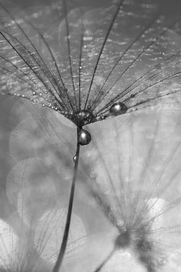 Dandelion with drops of water black and white photo. A beautiful macro of a dandelion.