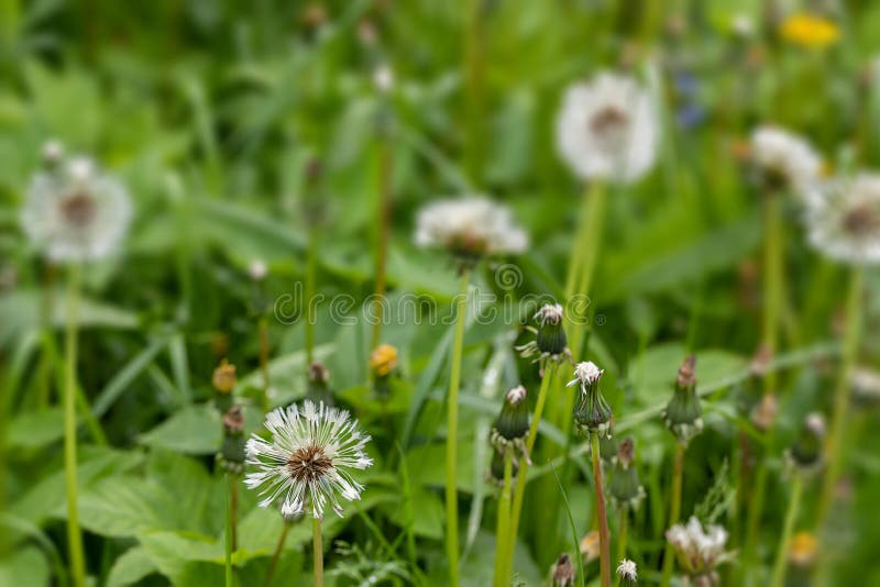 Dandelion en hierba verde. Dandelions de aire en un campo verde. fondo de primavera