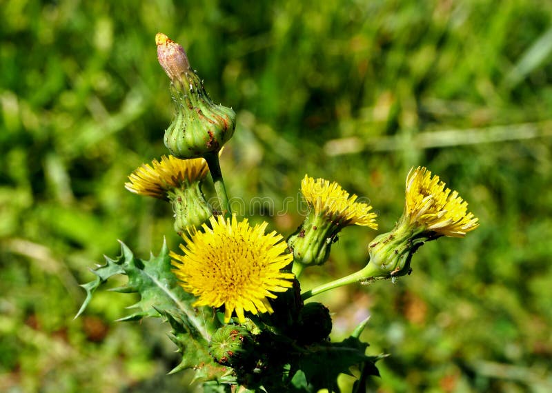 Stubborn Grass Weed On Field Stock Photo 2272647941