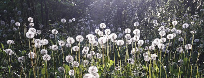 Dandelion field