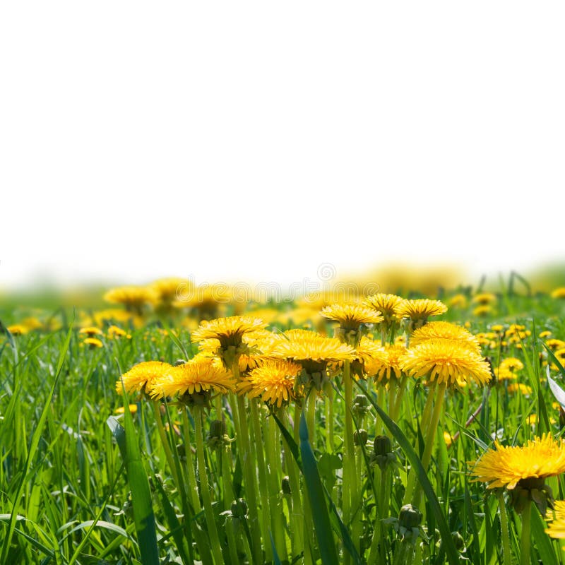 582 Dandelions Border Photos Free & RoyaltyFree Stock Photos from