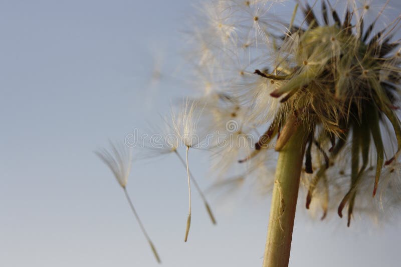 Dandelion that flies away stock photography Dandelion that flies away stock photography