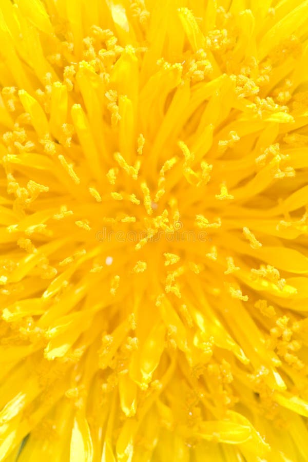 Dandelion flower