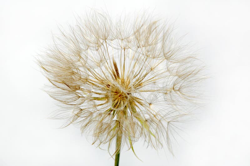 Dandelion flower stock photo