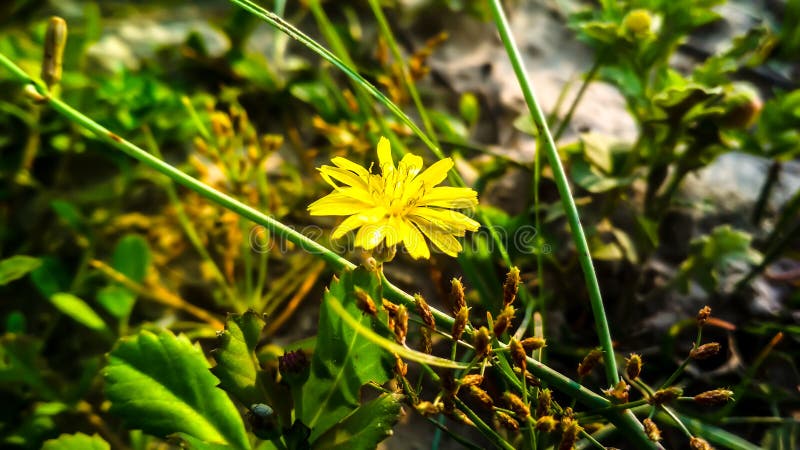 Stubborn Grass Weed On Field Stock Photo 2272647941