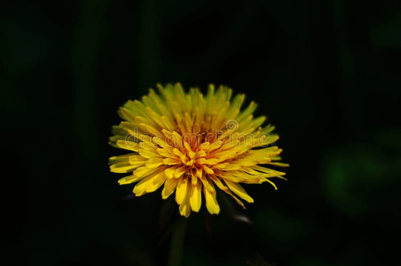Dandelion Flower with Delicate Thin Yellow Petals on a Stalk Stock