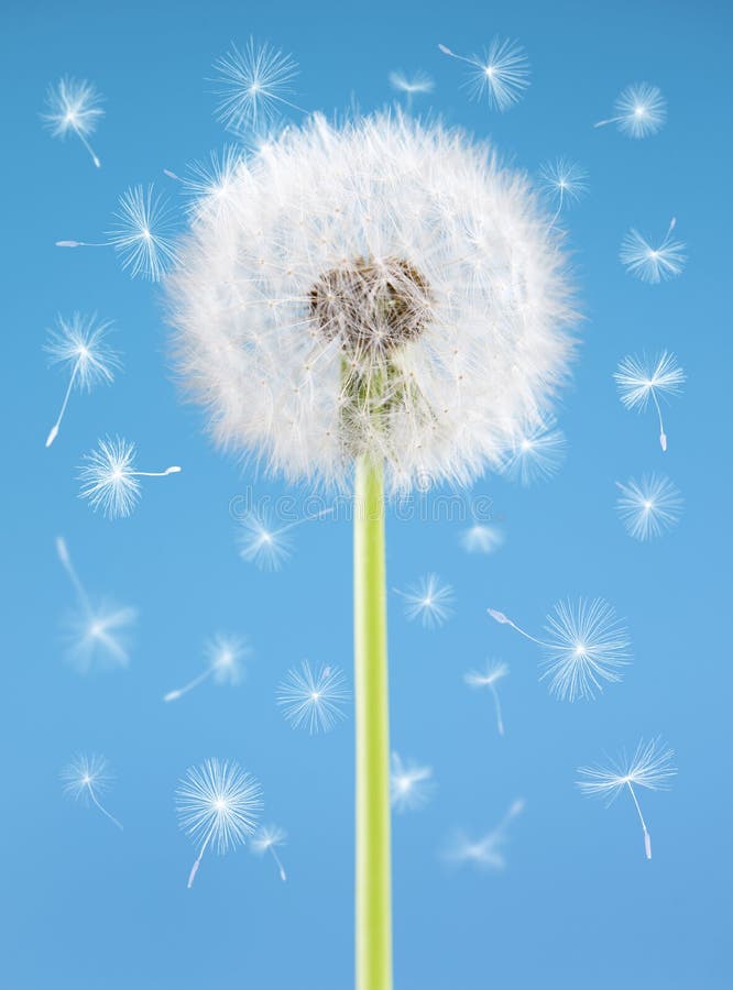 Dandelion Flower with Flying Seeds on Blue Background. One Object . Spring Concept. Stock Image
