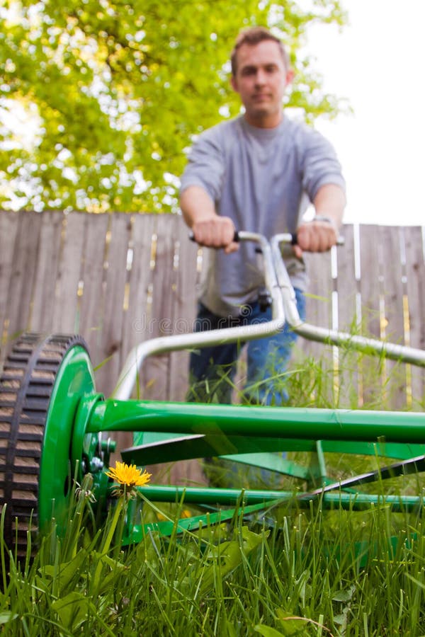 Dandelion flower mowed stock photos