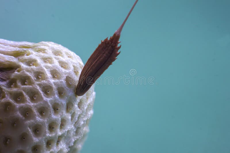 Dandelion flower seed closeup blurred background macro stock images Dandelion flower seed closeup blurred background macro stock images