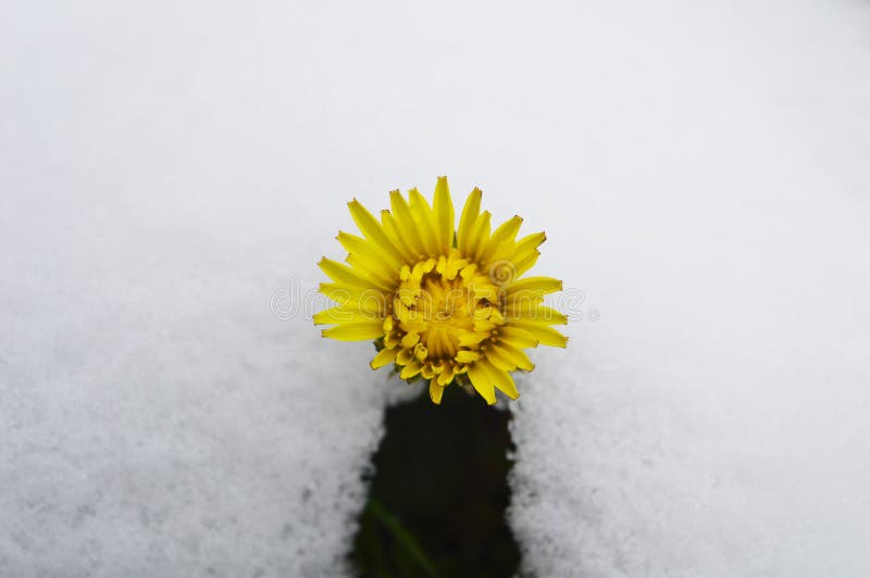 Dandelion Flower in the Snow Stock Photo Image of freeze, frozen