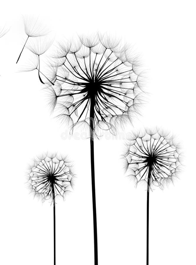 Dandelion flower