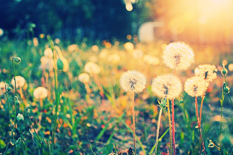 Vista panoramica di fiori di tarassaco in campo immersa nella luce del sole.