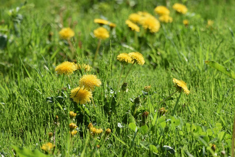 1 031 棉花显示里面枕头羊毛photos Free Royalty Free Stock Photos From Dreamstime Page 9 1 031 棉花显示里面枕头羊毛photos Free Royalty Free Stock Photos From Dreamstime Page 9