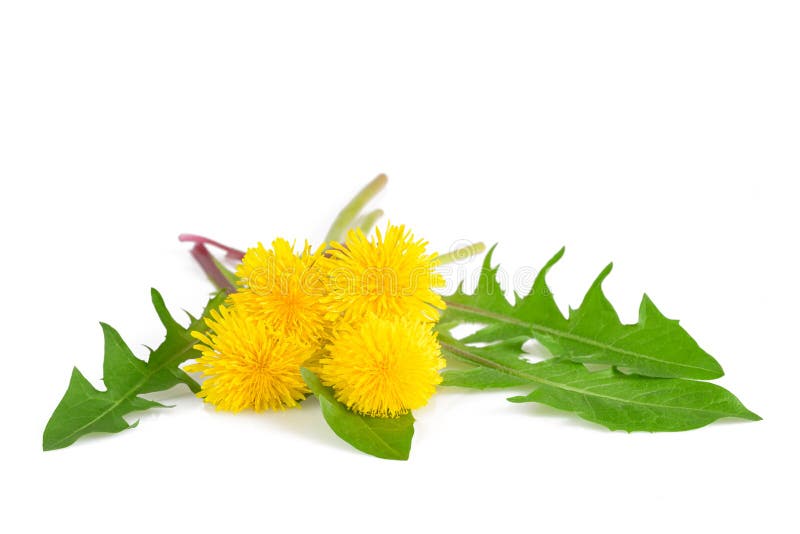 Dandelion flowers and leaves royalty free stock image Dandelion flowers and leaves royalty free stock image