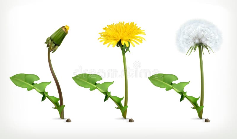 Dandelion flowers, vector icon set