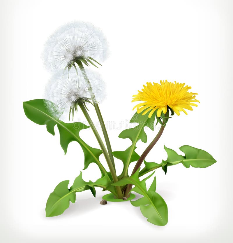 Dandelion flowers, vector icon