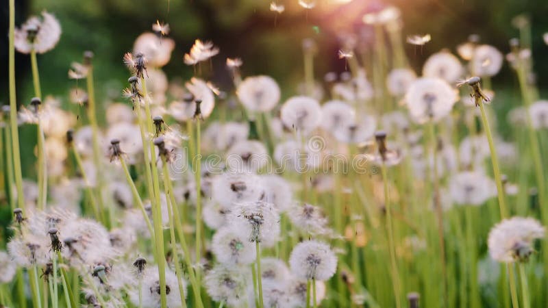 Dandelion fly on a nature background. Slow motion