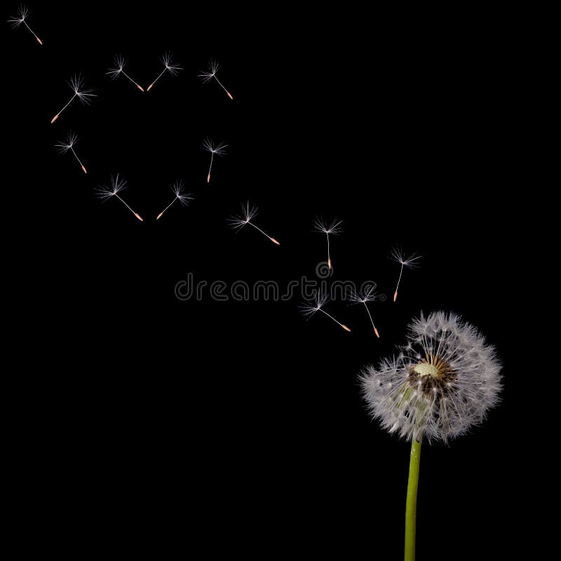 Dandelion flying seeds heart shape on black