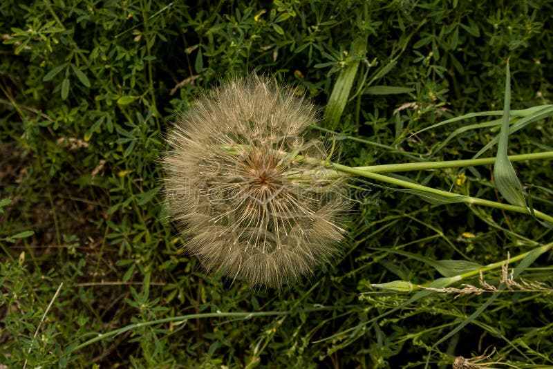 Dandelion Goat Beard on a Green Background. Organic Dandelions Close Up