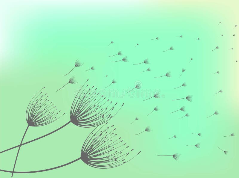 Dandelion blossom flower stock vector. Illustration of