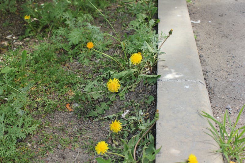 Dandelion kwiat przy krawężnikiem w wiośnie 19786 obraz royalty free Dandelion kwiat przy krawężnikiem w wiośnie 19786 obraz royalty free