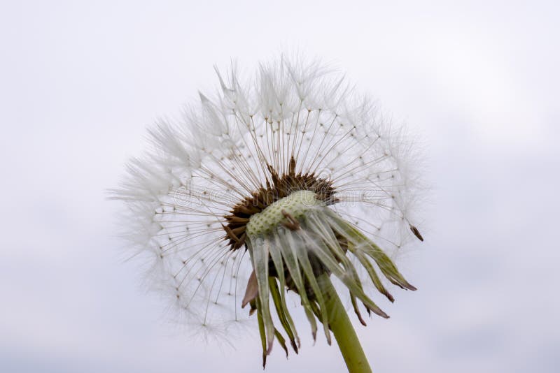 Dandelion kwiat z ziarnami balowymi na szarym nieba tle zdjęcia stock Dandelion kwiat z ziarnami balowymi na szarym nieba tle zdjęcia stock