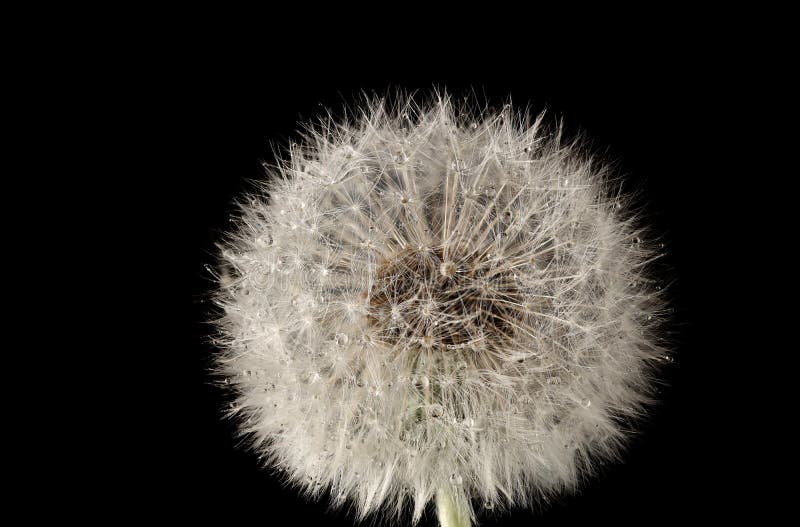 Dandelion kwiat z dandelion ziarnami z wod? opuszcza na czarnym tle z bliska fotografia royalty free Dandelion kwiat z dandelion ziarnami z wod? opuszcza na czarnym tle z bliska fotografia royalty free