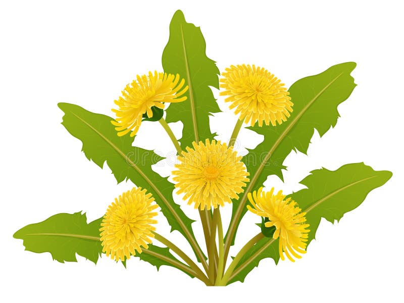 Dandelion kwiatu bukiet z liściem dla wiosny royalty ilustracja Dandelion kwiatu bukiet z liściem dla wiosny royalty ilustracja