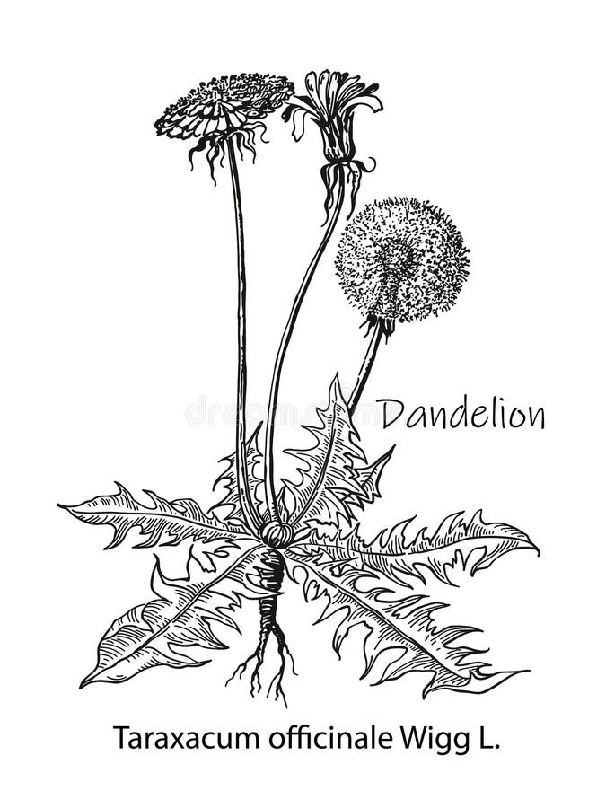 Dandelion kwiatu wektoru rysunek Odosobniona dzika ro?lina i li?cie Zio?owa graweruj?ca stylowa ilustracja Szczeg??owy botaniczny ilustracji Dandelion kwiatu wektoru rysunek Odosobniona dzika ro?lina i li?cie Zio?owa graweruj?ca stylowa ilustracja Szczeg??owy botaniczny ilustracji