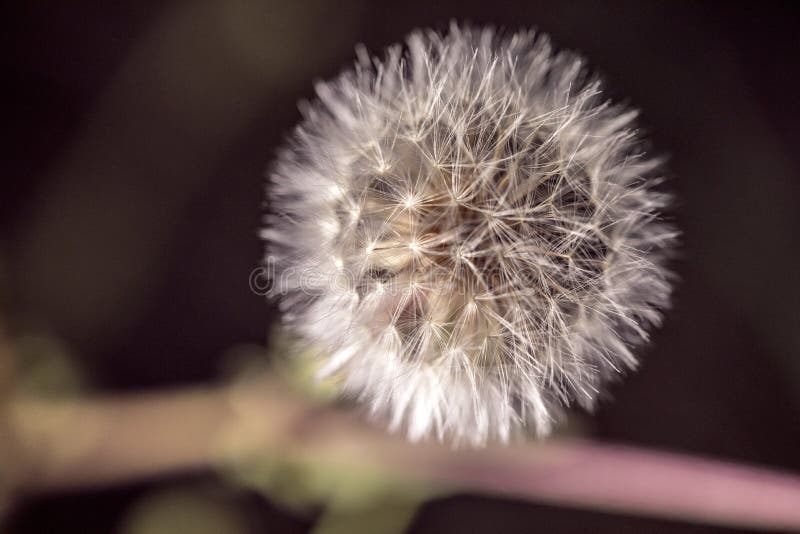 Dandelion kwiatu zakończenie w górę widoku obraz stock Dandelion kwiatu zakończenie w górę widoku obraz stock