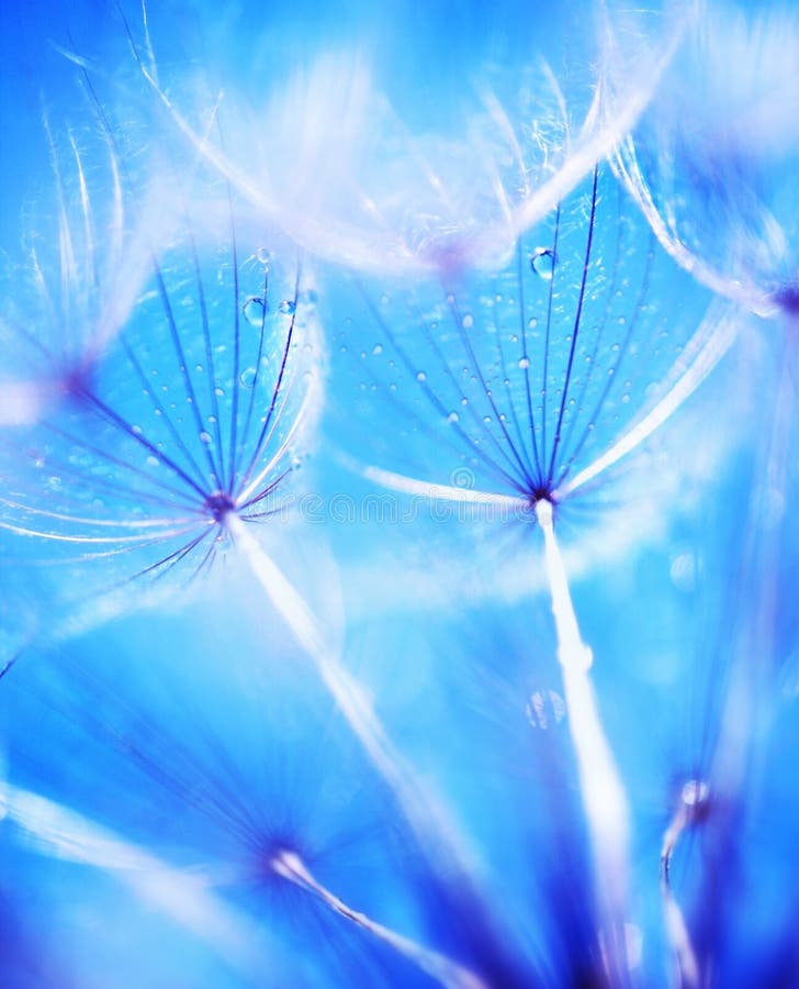 Dandelion kwitnie miękką część obrazy royalty free