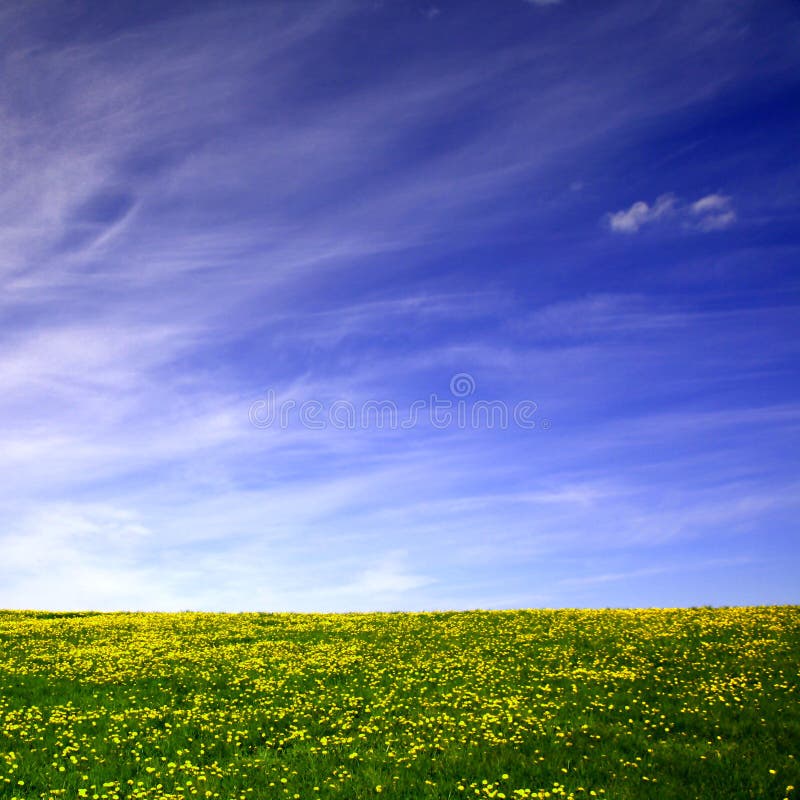 Dandelion landscape