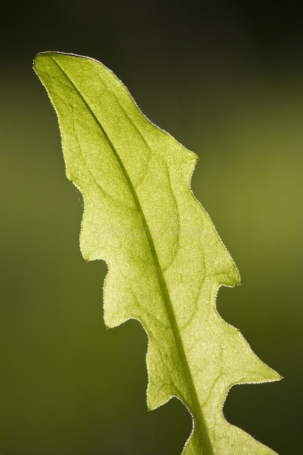 Dandelion leaf stock image. Image of taste, ingredient 25278955
