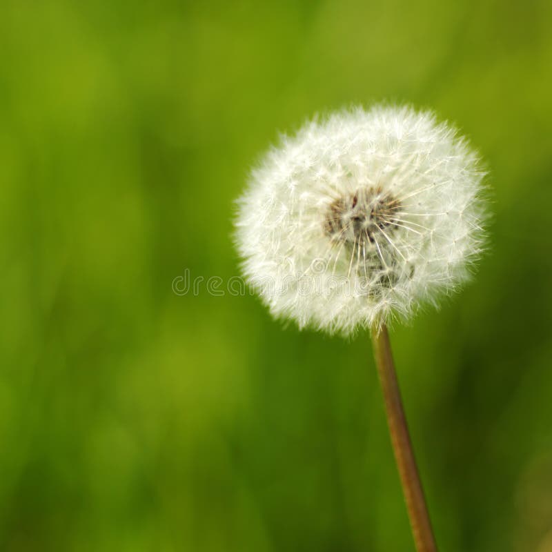 Dandelion macro