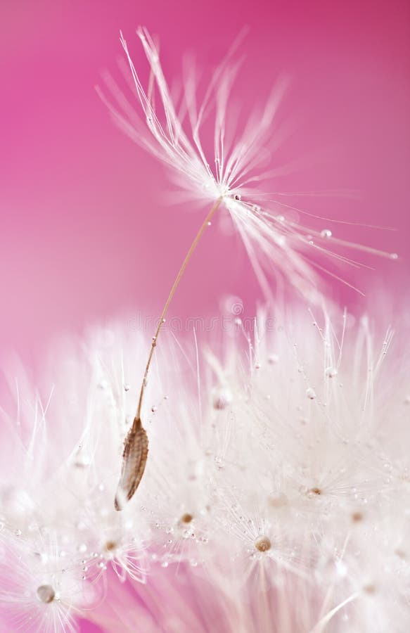 Dandelion blowing stock image. Image of beauty, delicate - 30908437