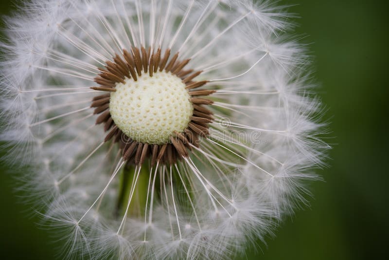 Dandelion in Macro Perspective