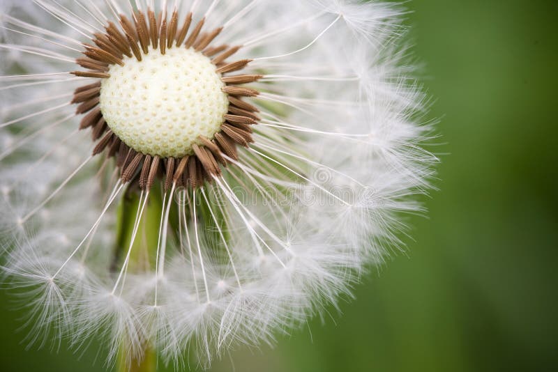 Dandelion in Macro Perspective