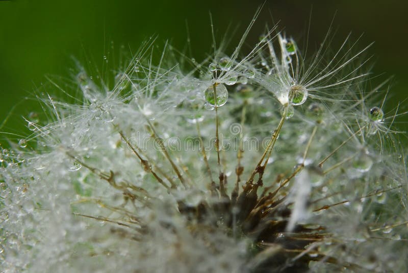 Dandelion macro, water drops
