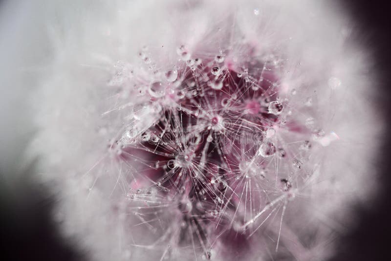 Dandelion macro, water drops, infared