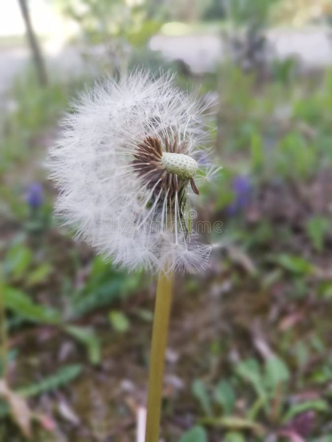 Dandelion Make a Wish stock photography Dandelion Make a Wish stock photography