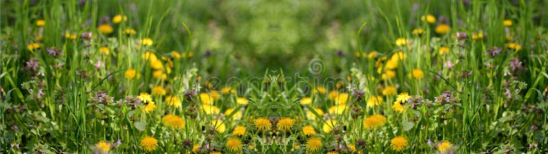 Beautiful flower panoramas for design and banners. Beautiful flower panoramas for design and banners