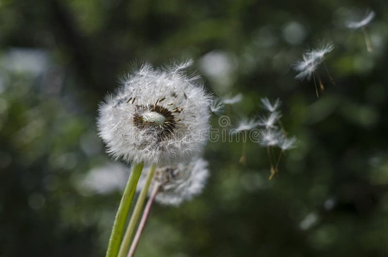 Dandelion med frön som flyger i vinden mot en naturlig grön bakgrund royaltyfri bild Dandelion med frön som flyger i vinden mot en naturlig grön bakgrund royaltyfri bild