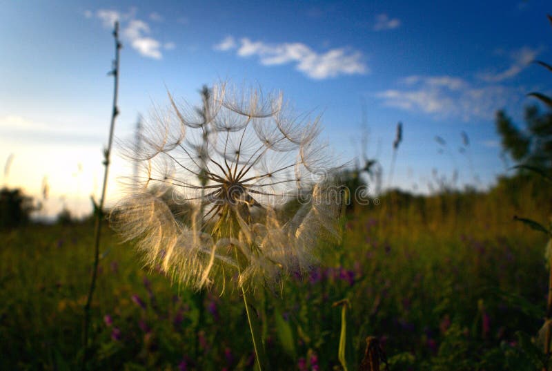 Dandelion na ziemi na polu z mnóstwem kwiatów. Bliski obraz mniszka rosnącego w polu żywych kwiatów