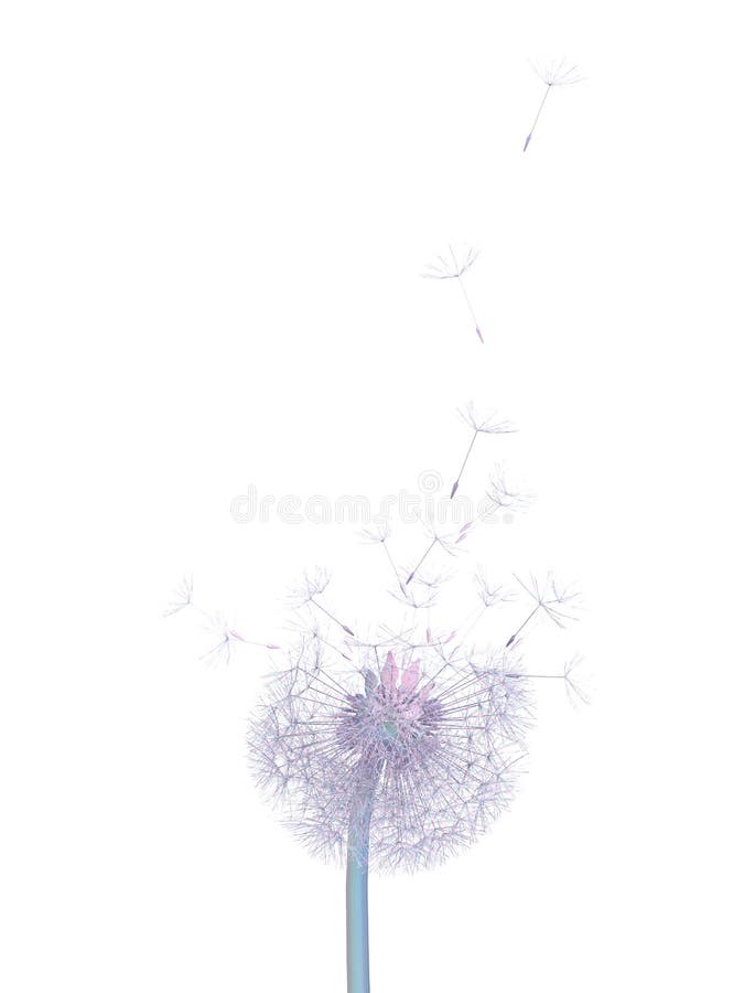 Dandelion particles fly up on white background