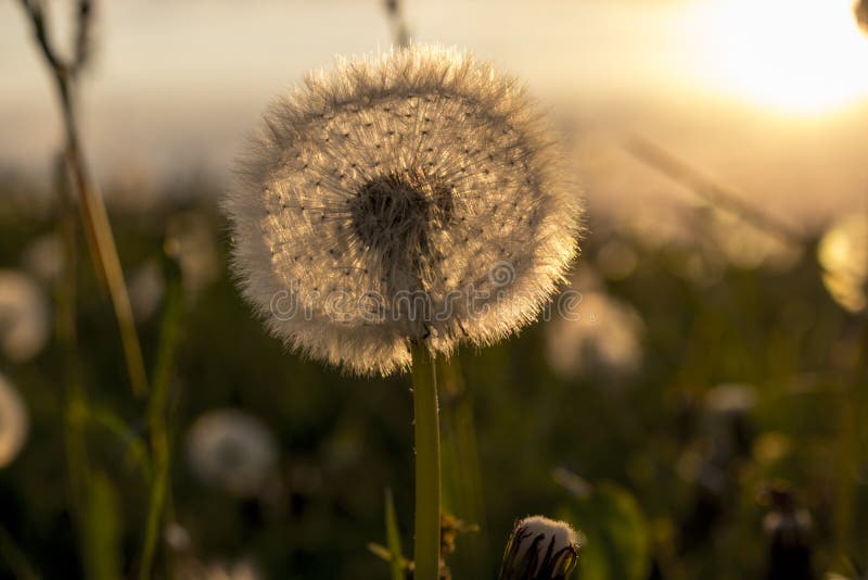 Dandelion pole lato zmierzch zdjęcia royalty free Dandelion pole lato zmierzch zdjęcia royalty free