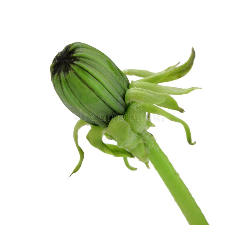 dandelion pączkowa zieleń jeden fotografia stock dandelion pączkowa zieleń jeden fotografia stock