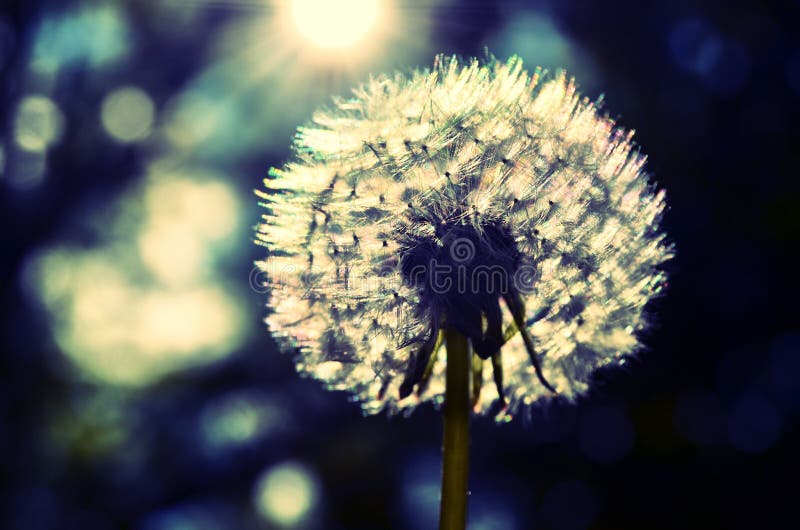 Dandelion - robi życzeniu zdjęcie stock Dandelion - robi życzeniu zdjęcie stock
