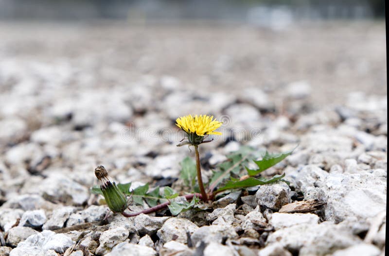 Dandelion between a rock and a hard place