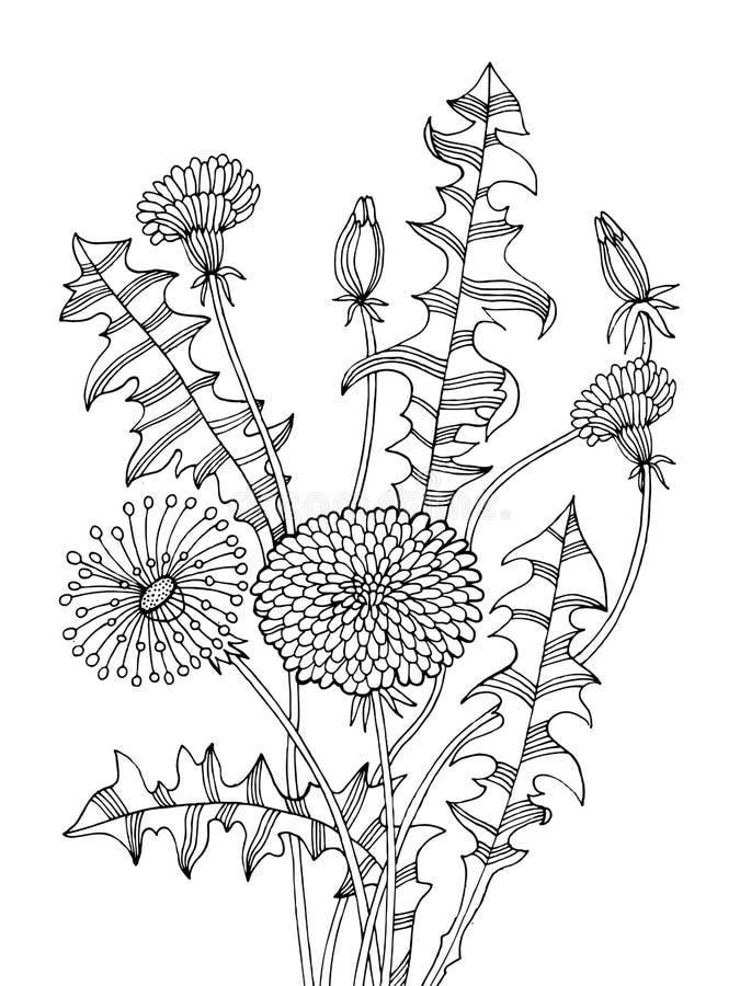 Dandelion rośliny kolorystyki książki wektoru ilustracja ilustracji Dandelion rośliny kolorystyki książki wektoru ilustracja ilustracji